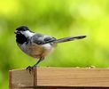 Chickadee 1b