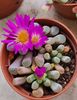 Frithia pulchra