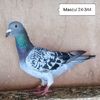 Mascul 24-344