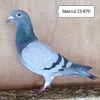 Mascul 23-870