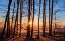 landscape-tree-nature-forest-wilderness-branch-winter-light-plant-wood-sun-sunset-sunlight-morning-e