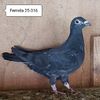 Femela 25-316