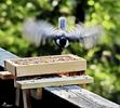 LANDING Bird for refuel
