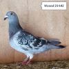 Mascul 25-642
