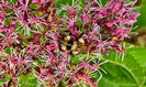 Wild Flower and Insect
