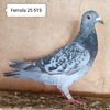 Femela 25-515