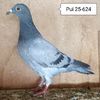 Femela 25-624