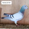 Femela 24-161