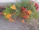 Coreopsis - ochiul fetei