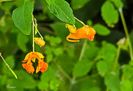 Touch-Me-Not - WILD FLOWER