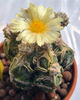 Astrophytum myriostigma Rokkotsu
