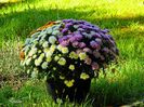 Crisanthemas Flowers