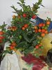 Solanum pseudocapsicum