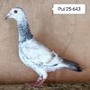 Pui 25-643