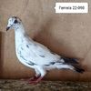 Femela 22-098