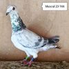 Mascul 23-166