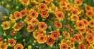 Helenium Mariachi Fuego