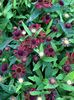 Helenium Ruby Tuesday