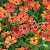 helenium_little_orange