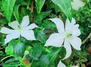So Many White Flowers