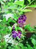 Duranta