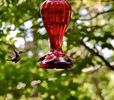 Colibri 2 a