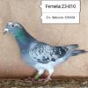 Femela 23-010