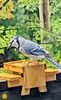 BLUE JAY