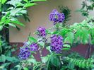 Duranta