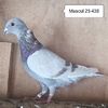 Mascul 25-438