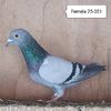 Femela 25-351....-10 lei