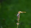 Dragon Fly