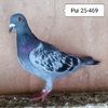 Mascul 25-469