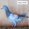 Mascul 25-029