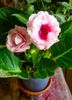 Gloxinia ‘Sonata Pink’