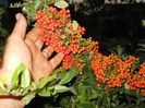pyracantha portocalie