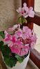 Mosaic pink