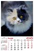 calendar-perete-2025-330x487-Pisici_Page_08