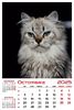 calendar-perete-2025-330x487-Pisici_Page_11