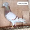 Mascul 24-966