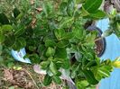 Euonymus
