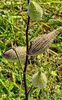 Milkweed - Asclepias Syriaca 2