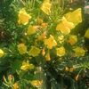 oenothera biennis