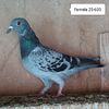 Femela 25-605