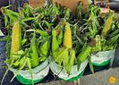Green Corn