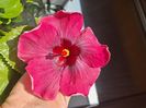 Tah. Purple Darling - 40 lei