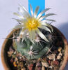 CORYPHANTHA duragensis
