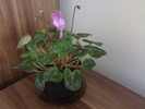 Cyclamen