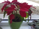 Poinsettia