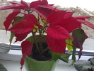 Poinsettia